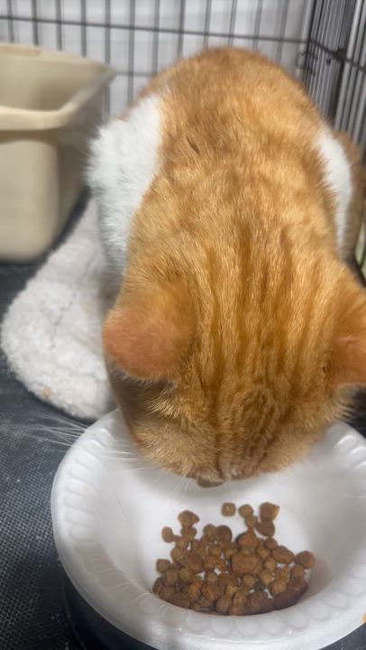 Enlarge Mima, a ADOPTABLE Domestic Short Hair in Parkland, FL video 1/3