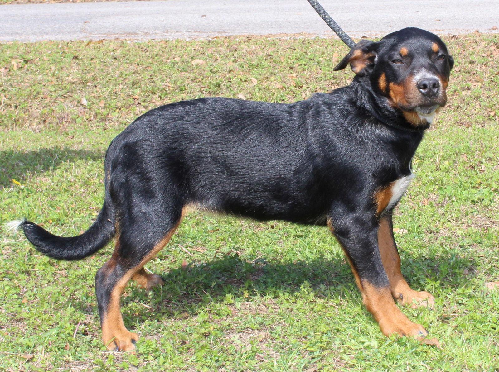 Enlarge Mountain Dew 43231, a Adoptable mixed breed in Prattville, AL image 2/3