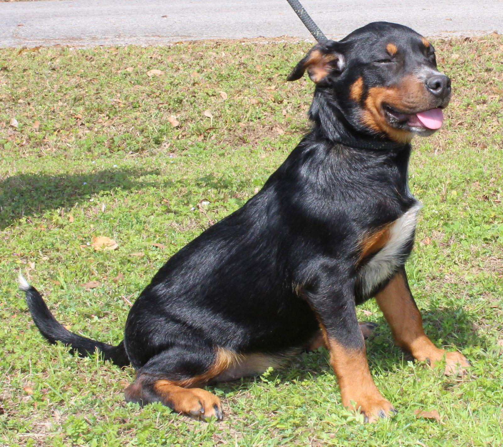 Enlarge Mountain Dew 43231, a Adoptable mixed breed in Prattville, AL image 3/3