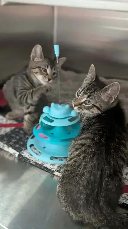 Enlarge Erin, a Adopted Domestic Short Hair in Grand Rapids, MI image 1/6