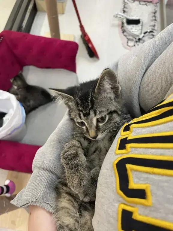 Enlarge Erin, a Adopted Domestic Short Hair in Grand Rapids, MI image 2/6