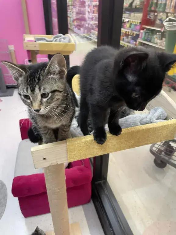 Enlarge Erin, a Adopted Domestic Short Hair in Grand Rapids, MI image 4/6