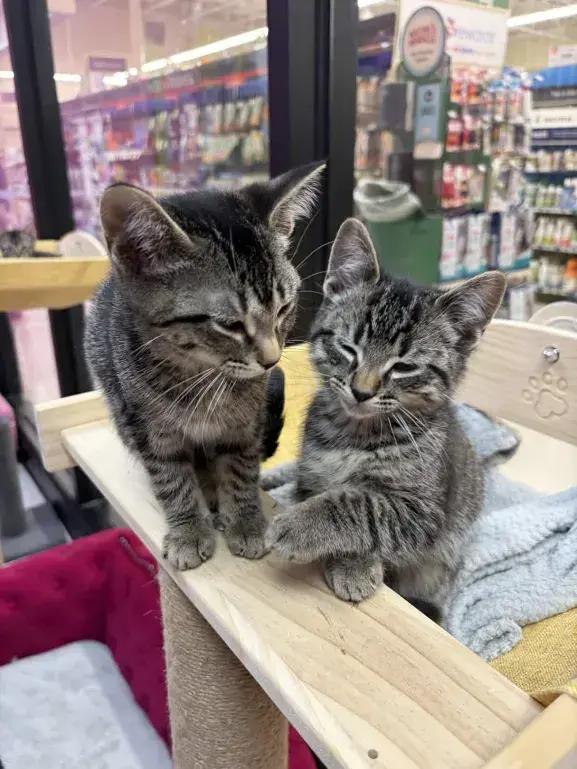 Enlarge Erin, a Adopted Domestic Short Hair in Grand Rapids, MI image 5/6