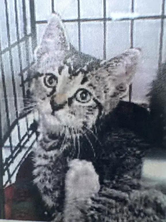 Enlarge Erin, a Adopted Domestic Short Hair in Grand Rapids, MI image 6/6