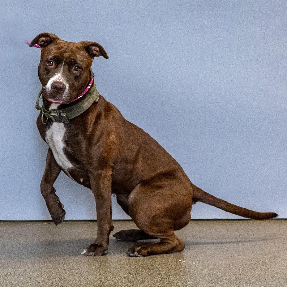Lolly, a Adoptable Pit Bull Terrier in Council Bluffs, IA image 1/4