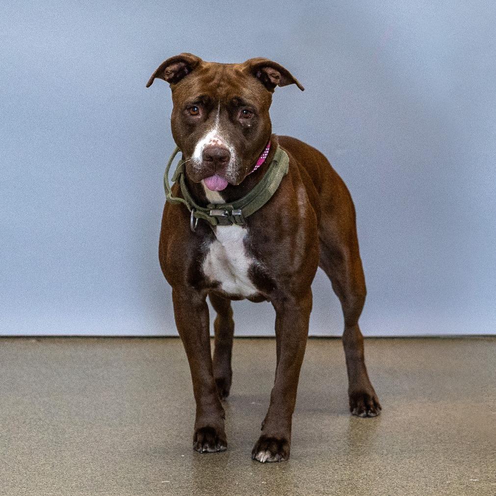 Lolly, a Adoptable Pit Bull Terrier in Council Bluffs, IA image 2/4
