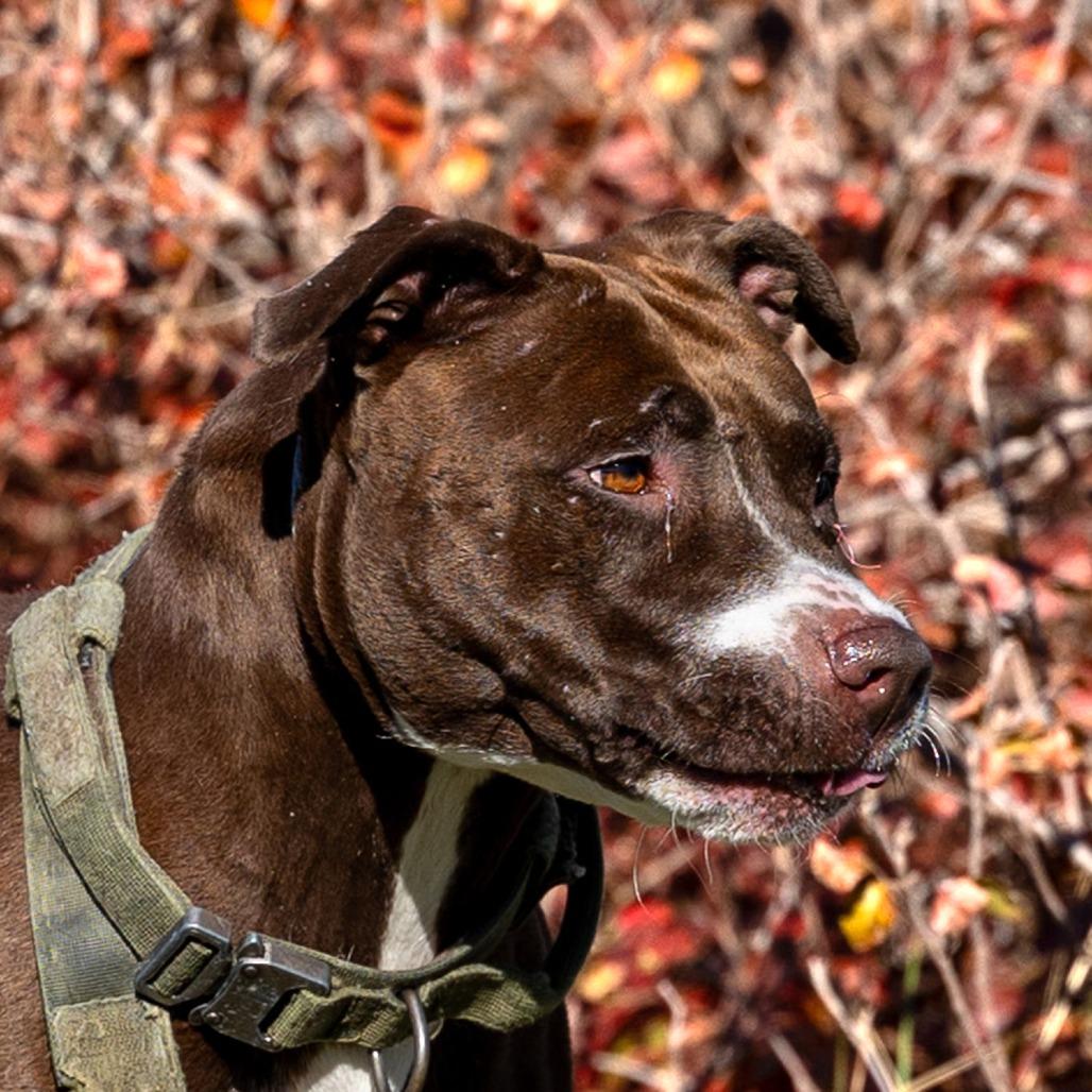 Enlarge Lolly, a Adoptable Pit Bull Terrier in Council Bluffs, IA image 2/2