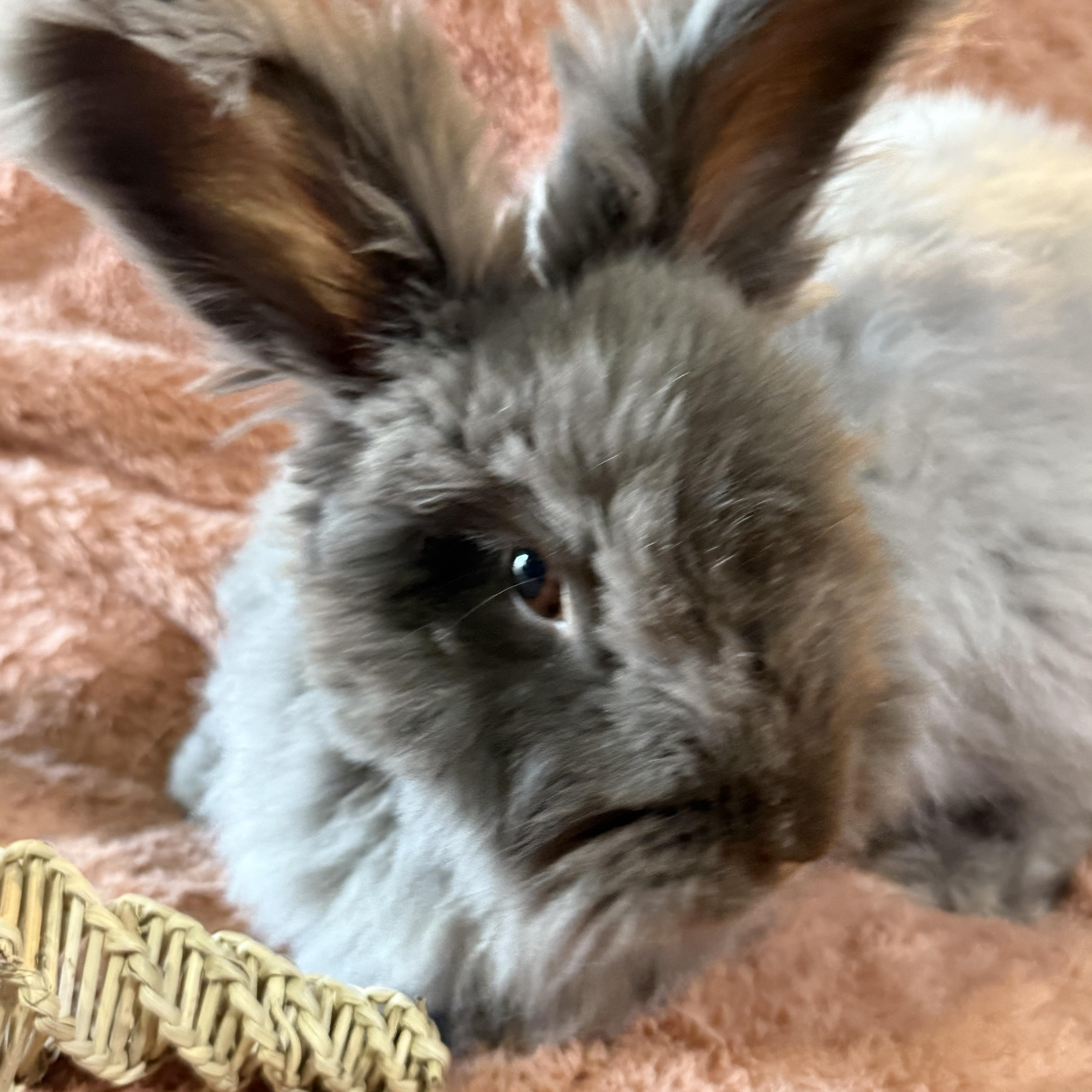 Enlarge Mister Meatloaf, a ADOPTABLE Angora Rabbit in St. Charles, MO image 2/6