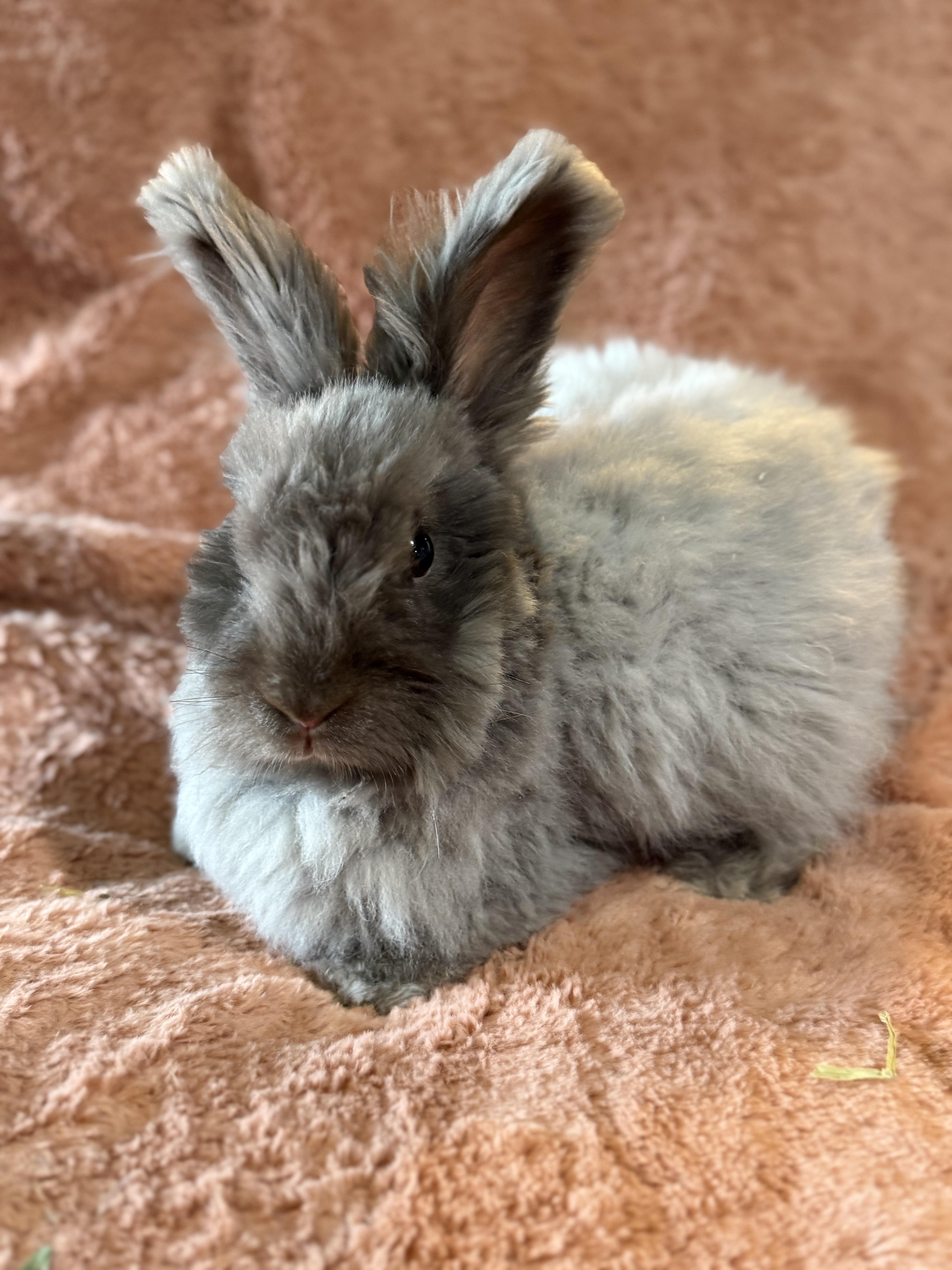 Enlarge Mister Meatloaf, a ADOPTABLE Angora Rabbit in St. Charles, MO image 4/6