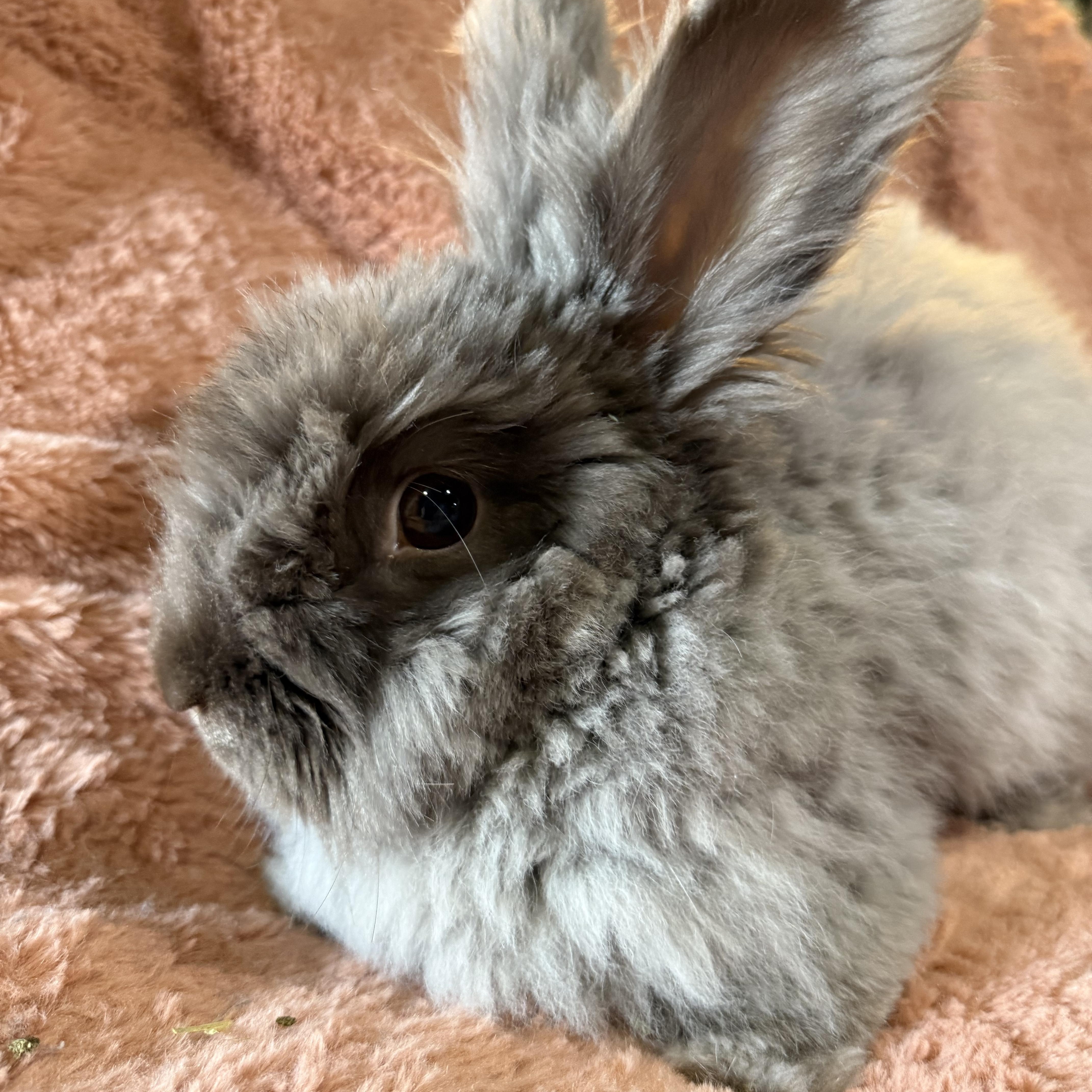 Enlarge Mister Meatloaf, a ADOPTABLE Angora Rabbit in St. Charles, MO image 3/6