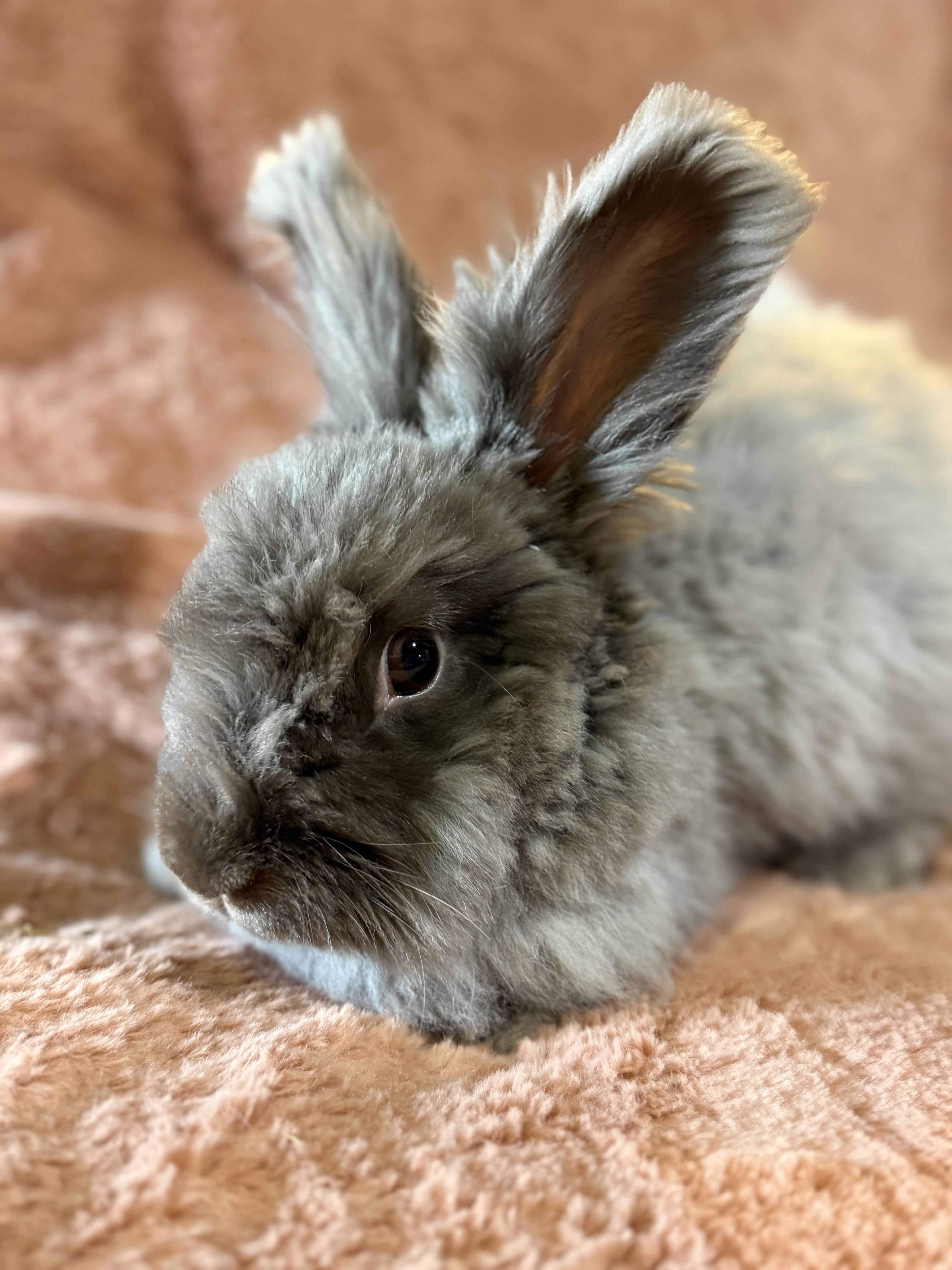Mister Meatloaf, ADOPTABLE, Adult Male Angora Rabbit.