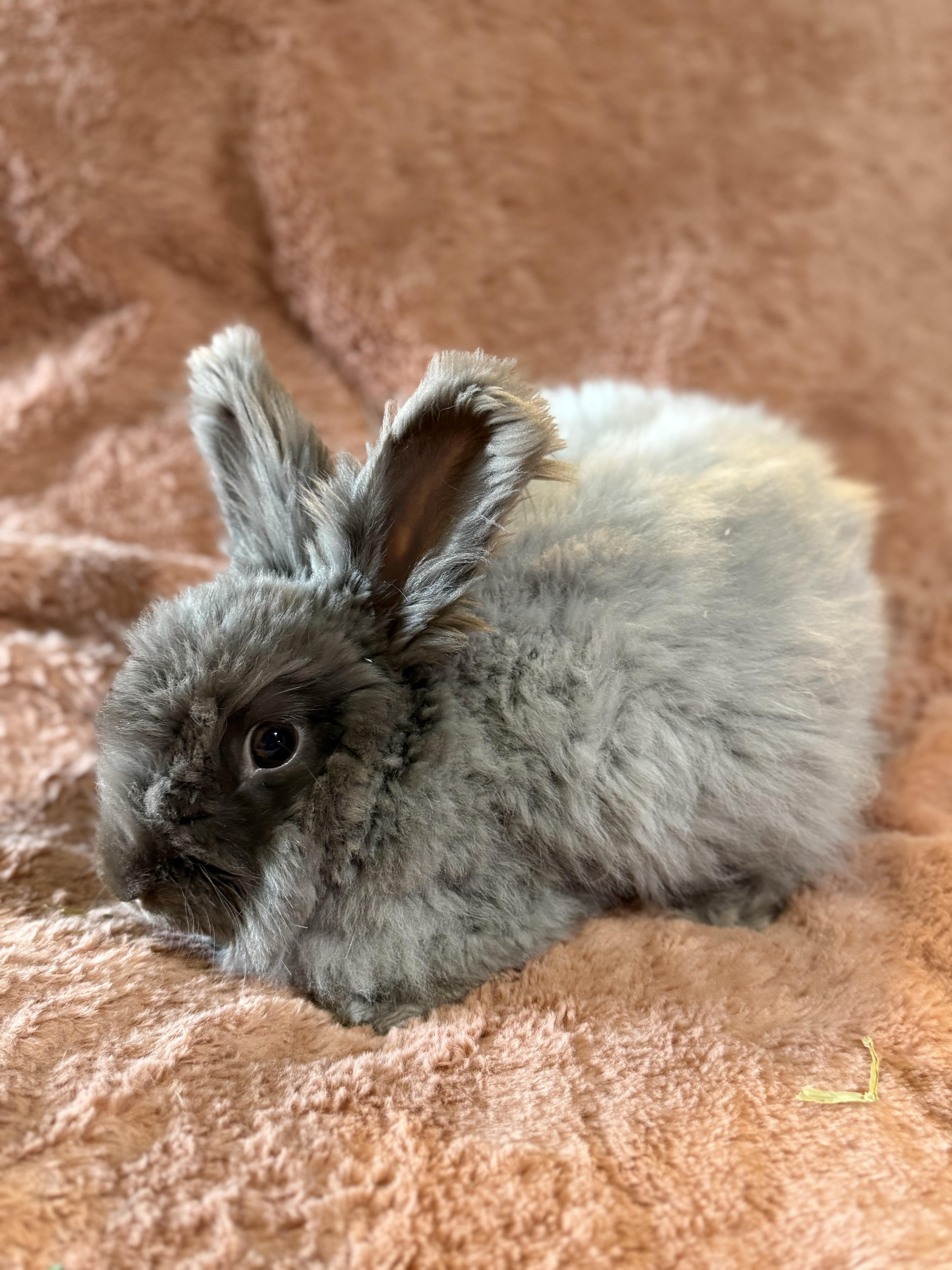 Enlarge Mister Meatloaf, a ADOPTABLE Angora Rabbit in St. Charles, MO image 6/6