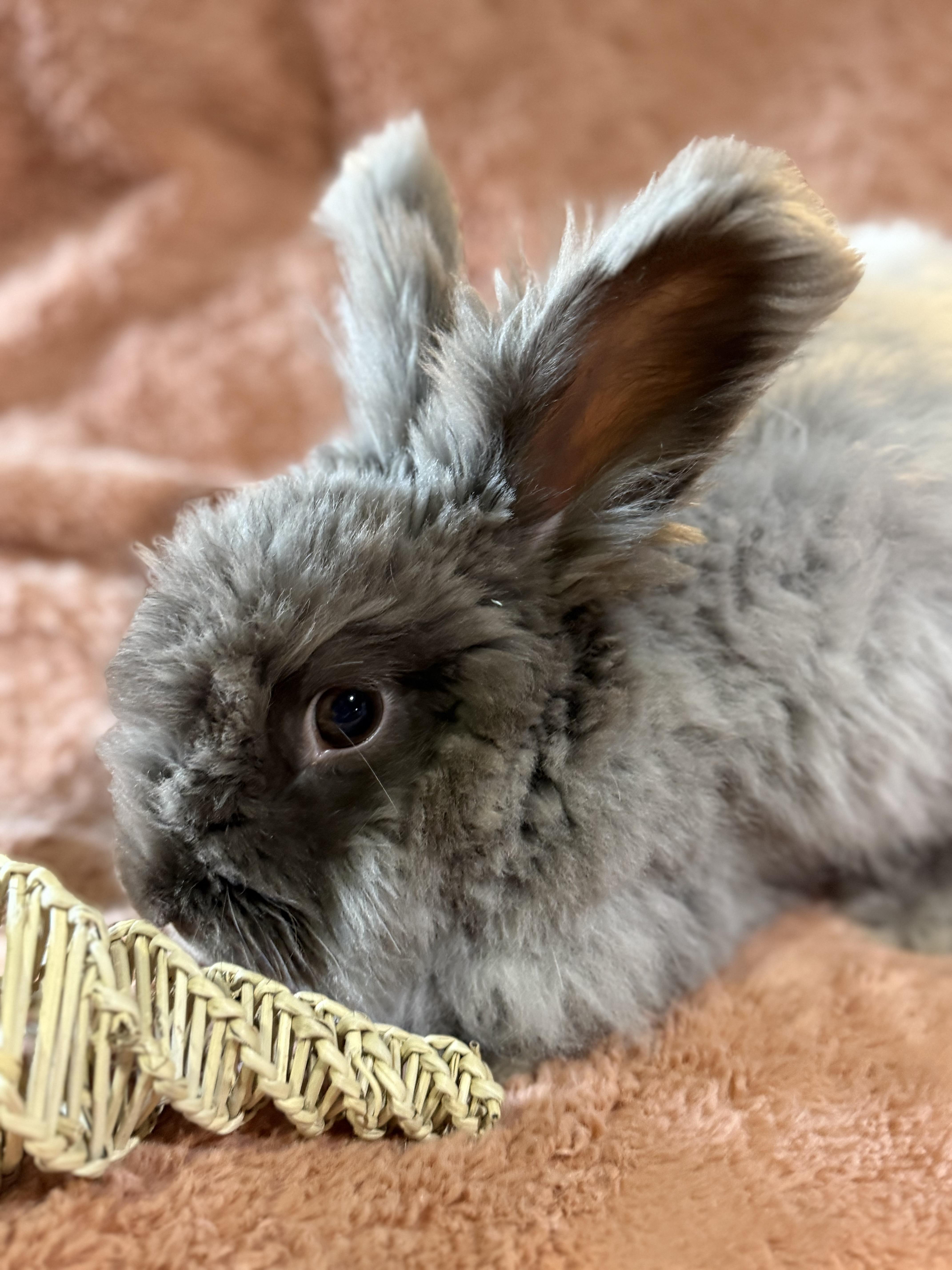 Enlarge Mister Meatloaf, a ADOPTABLE Angora Rabbit in St. Charles, MO image 5/6