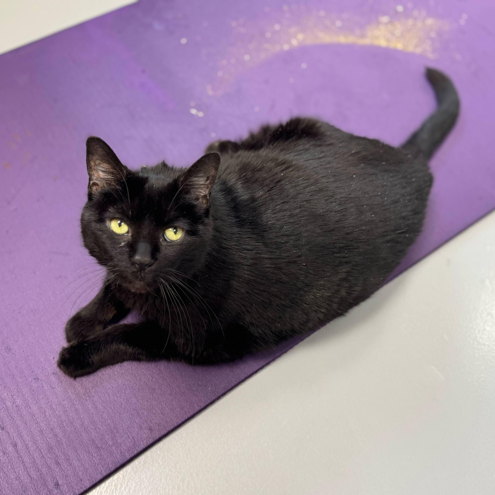 Enlarge Shayla, a Adoptable Domestic Short Hair in Adrian, MI image 3/3