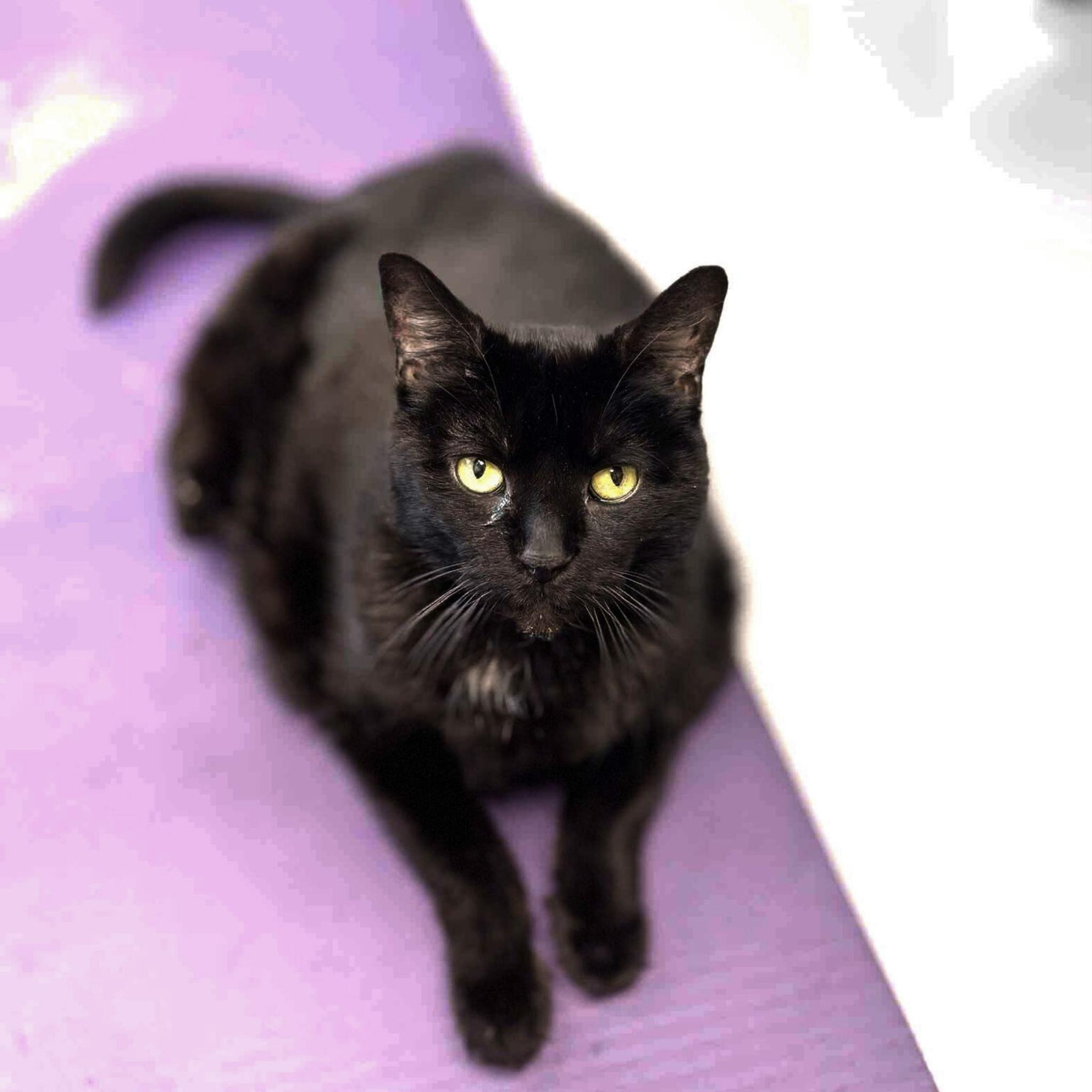 Enlarge Shayla, a Adoptable Domestic Short Hair in Adrian, MI image 2/3