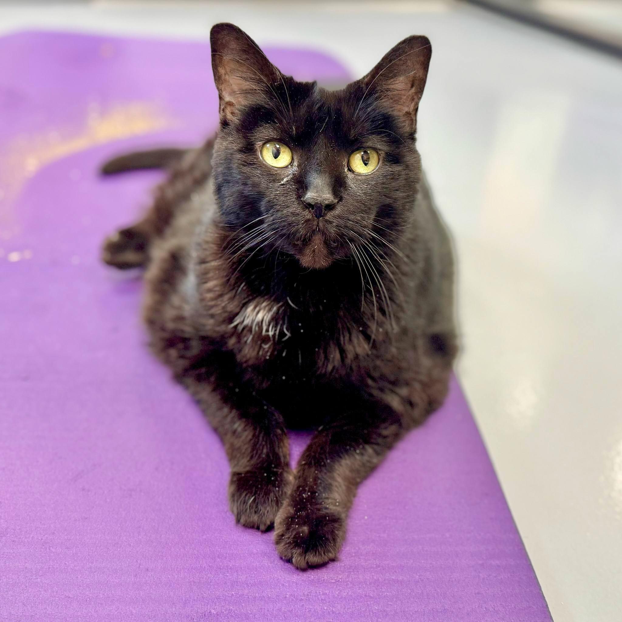 Shayla, Senior Female Domestic Short Hair