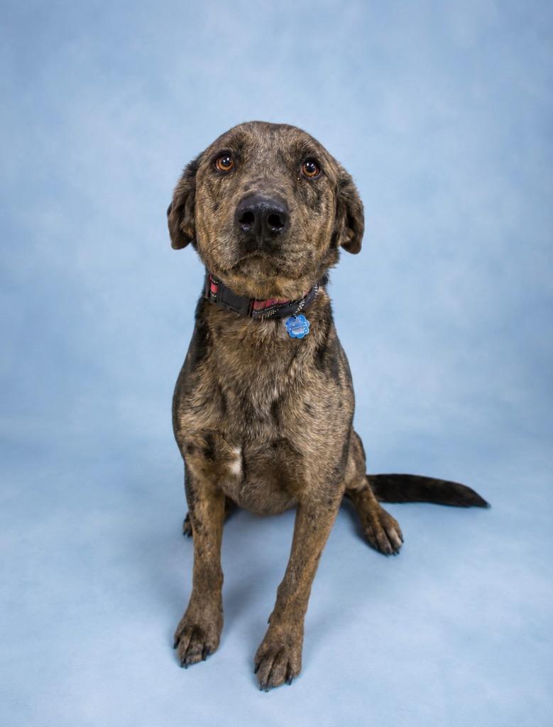 Enlarge Bandit, a Adoptable mixed breed in Rock Springs, WY image 1/1
