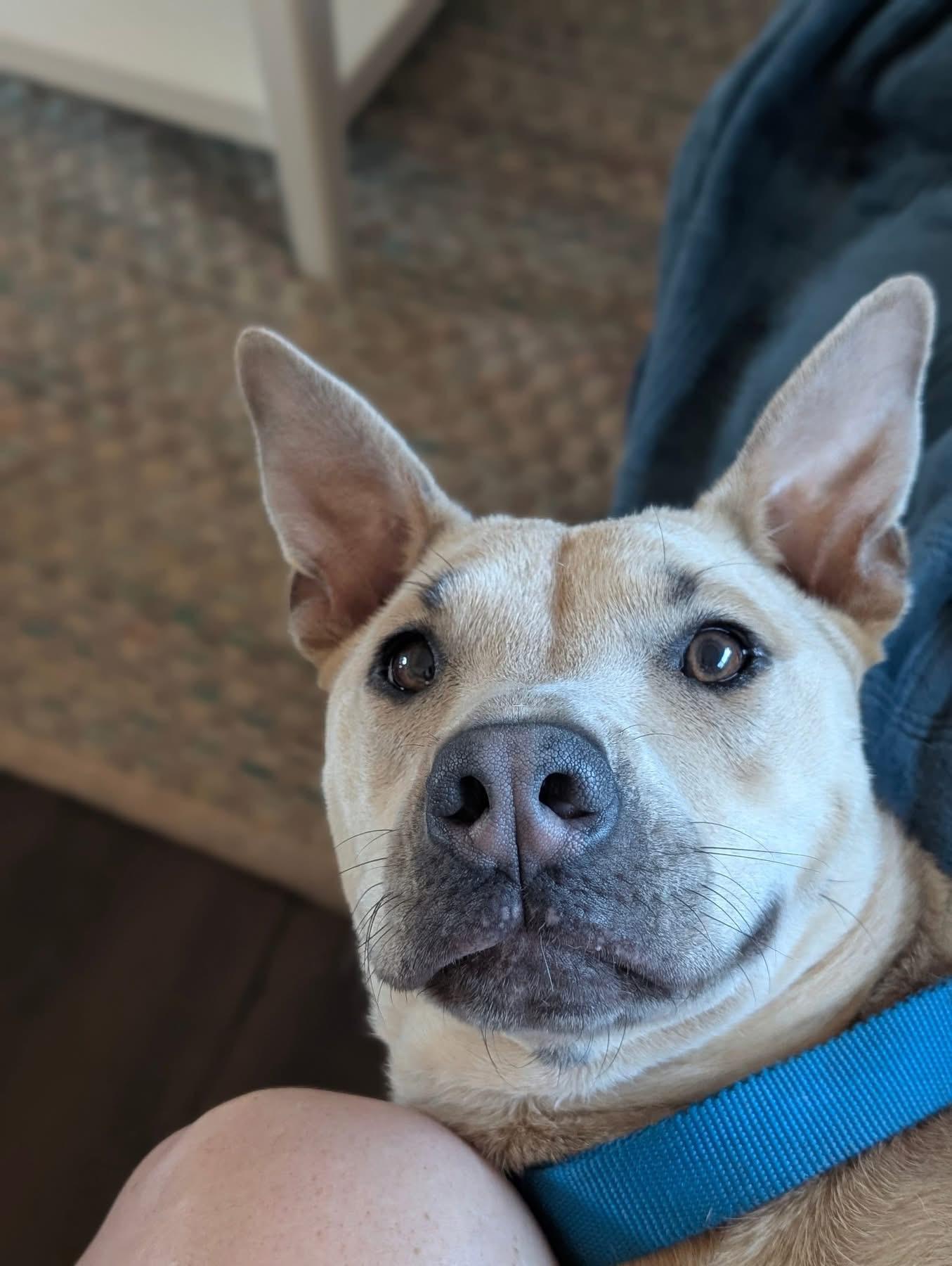 Rosie