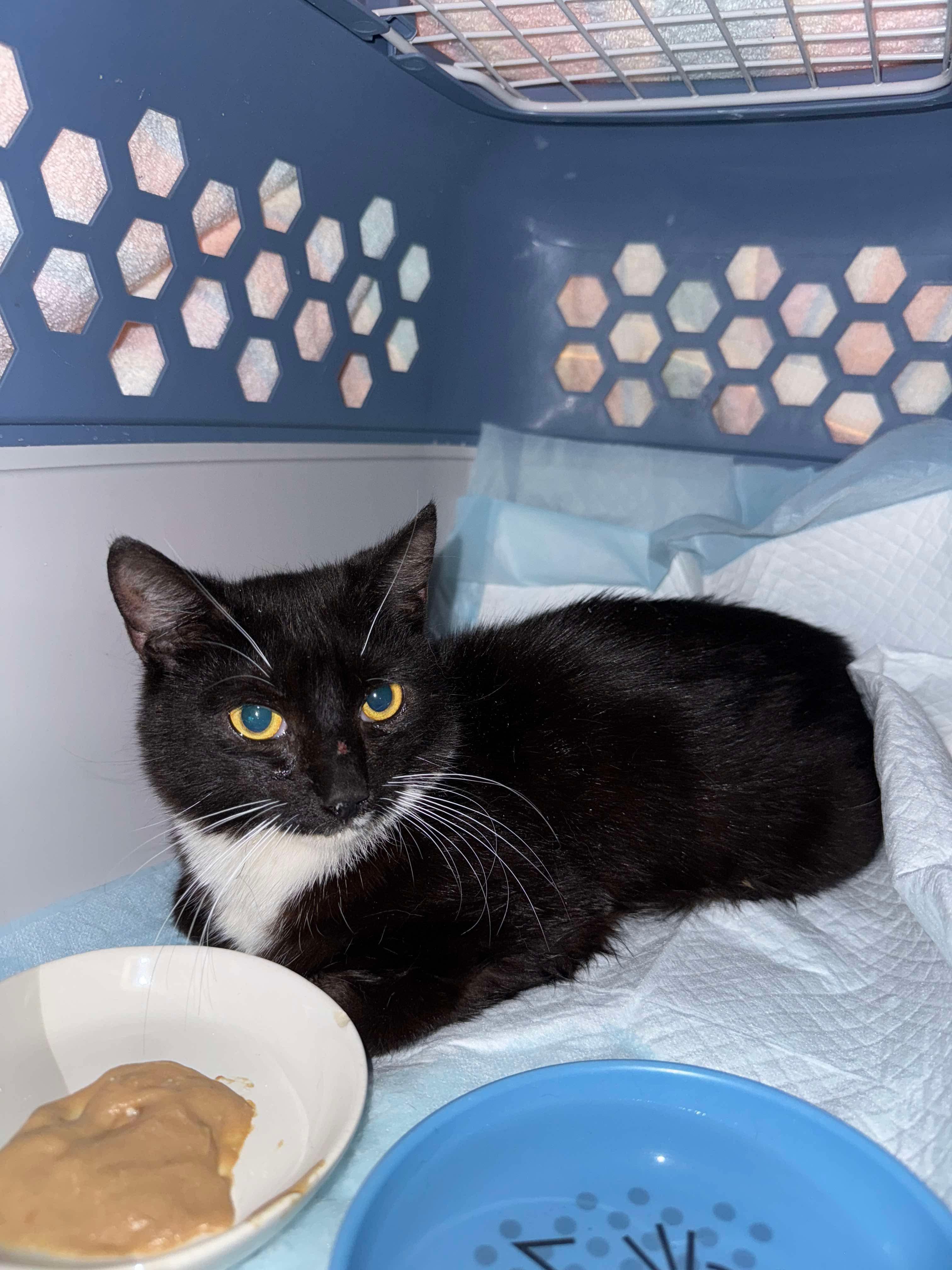 Enlarge Ying Yang, a Adoptable Domestic Short Hair in Perth Amboy , NJ image 4/4