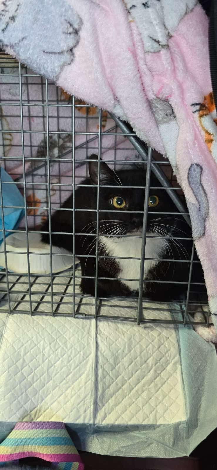 Enlarge Ying Yang, a Adoptable Domestic Short Hair in Perth Amboy , NJ image 3/4