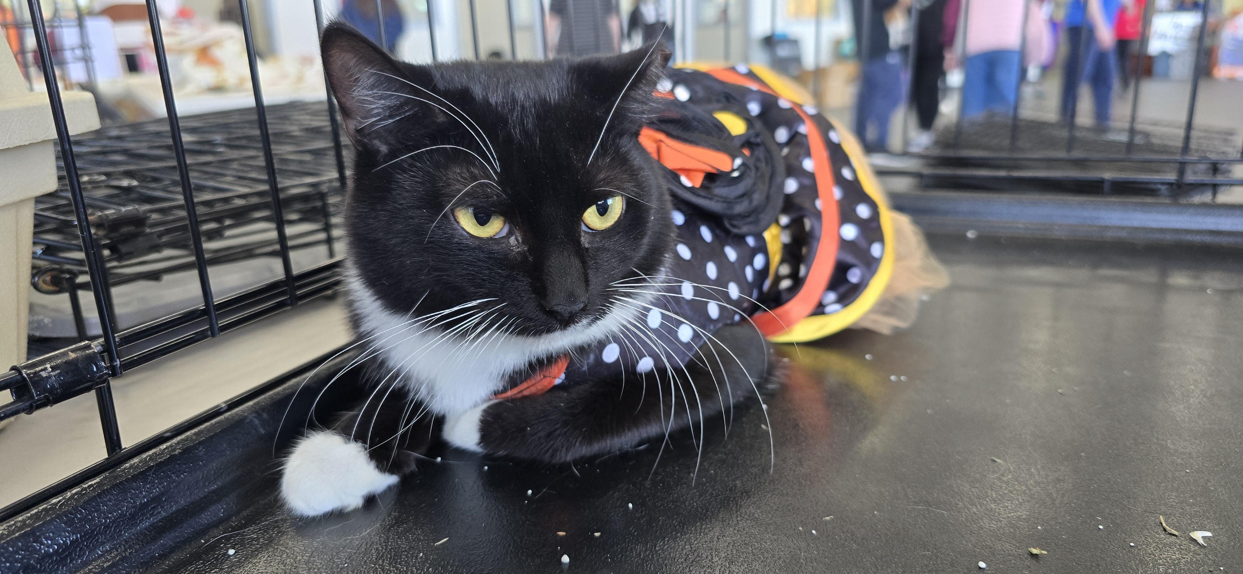 Ying Yang, Adoptable, Adult Female Domestic Short Hair.