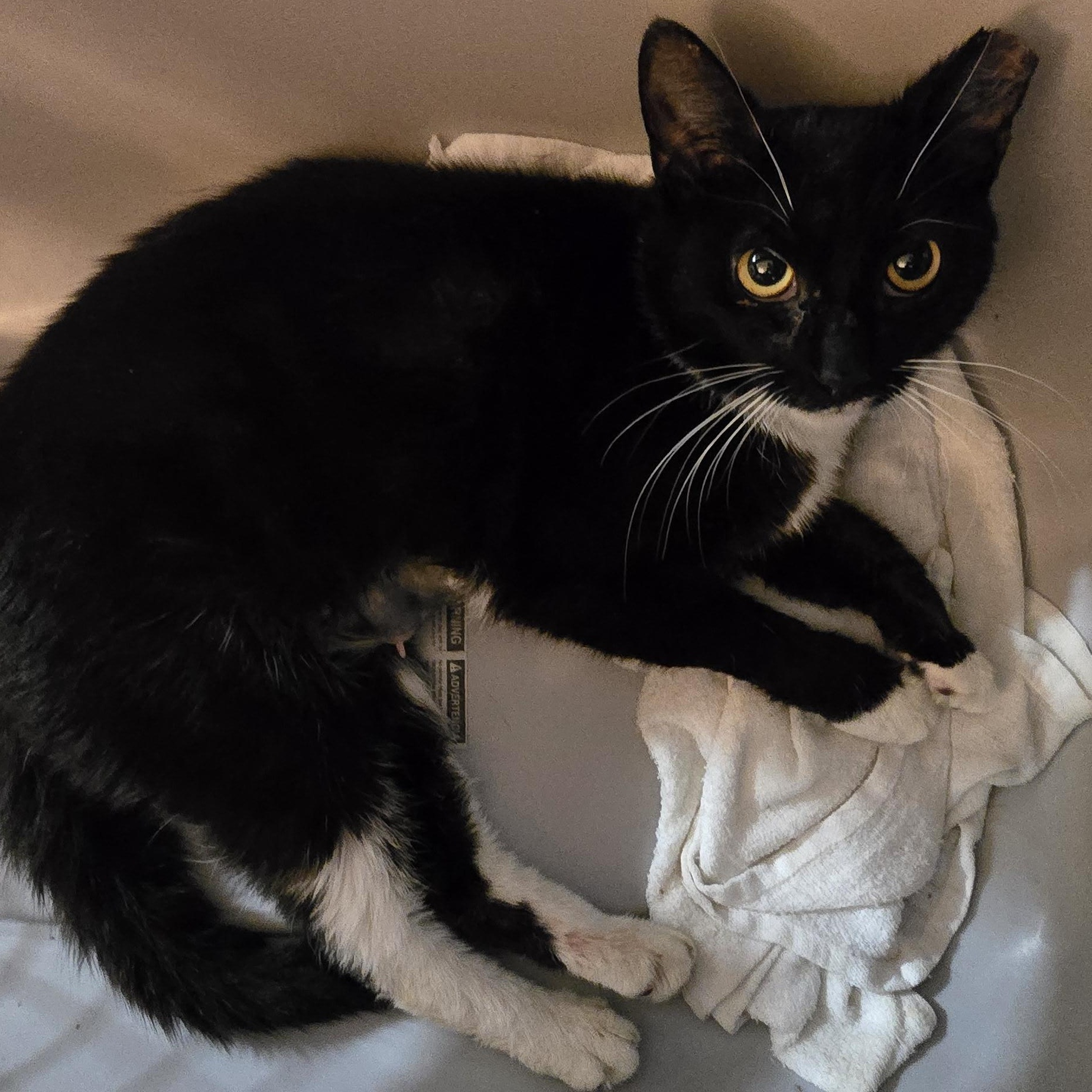 Enlarge Ying Yang, a Adoptable Domestic Short Hair in Perth Amboy , NJ image 2/4