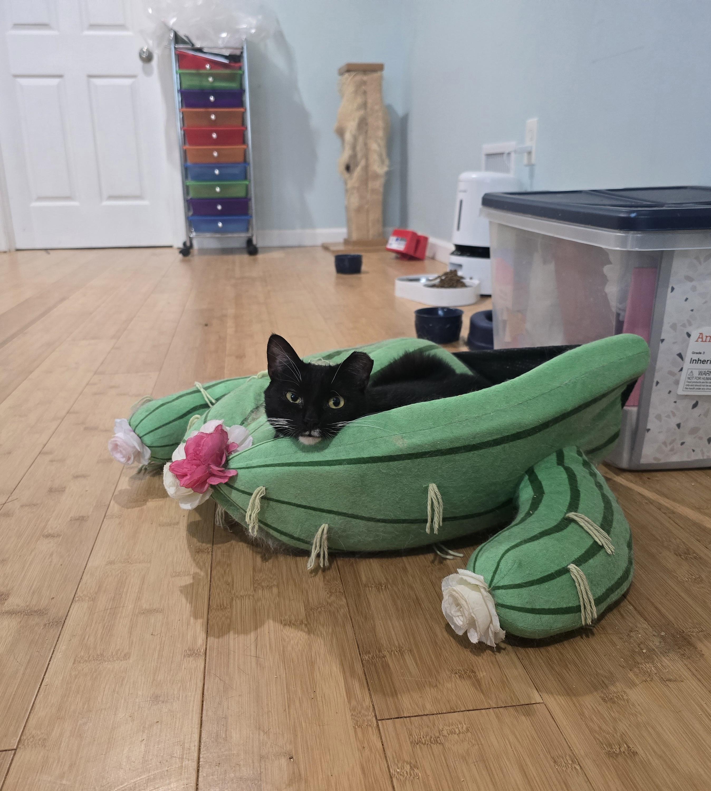 Enlarge Ying Yang, a Adoptable Domestic Short Hair in Perth Amboy , NJ image 2/6