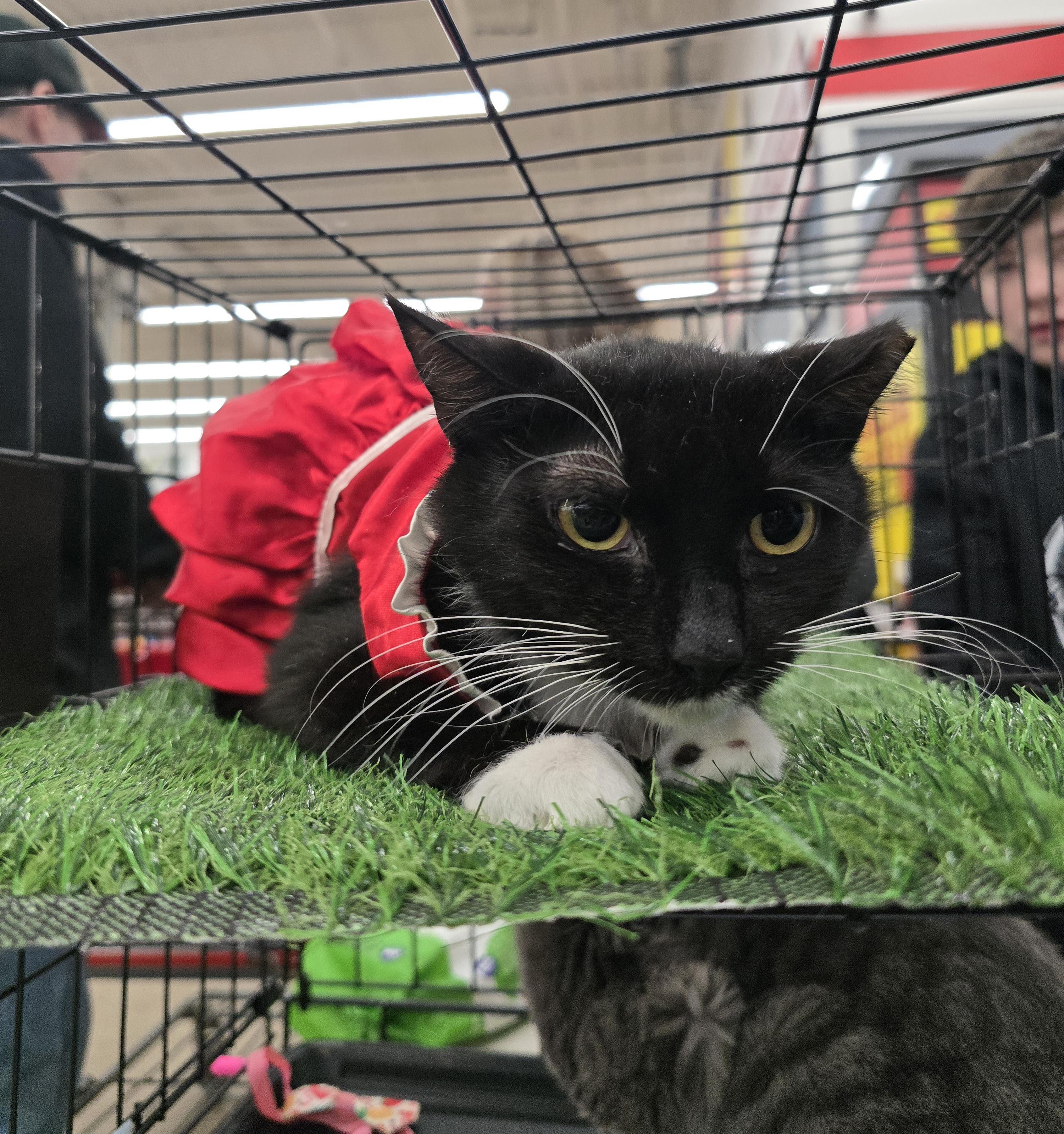 Enlarge Ying Yang, a Adoptable Domestic Short Hair in Perth Amboy , NJ image 1/4
