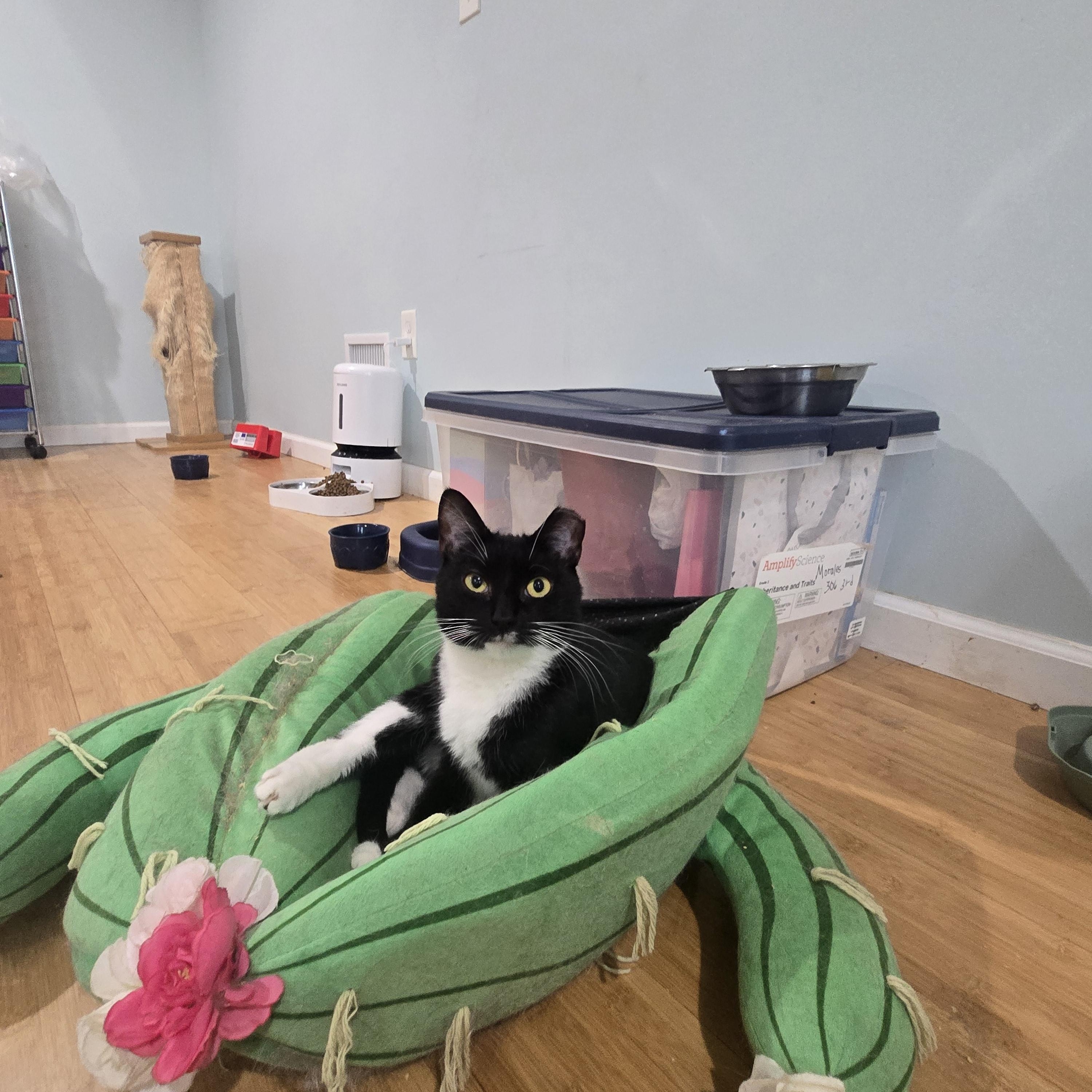 Enlarge Ying Yang, a Adoptable Domestic Short Hair in Perth Amboy , NJ image 1/6