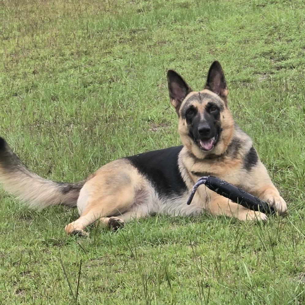 Enlarge Macy, a Adoptable German Shepherd Dog in Providence, RI image 2/2