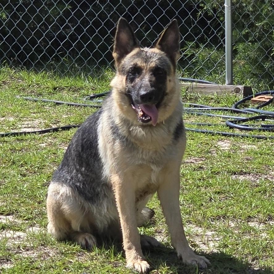 Enlarge Macy, a Adoptable German Shepherd Dog in Providence, RI image 1/2