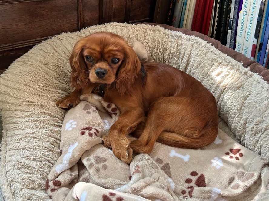 Enlarge Remi, a Adopted Cavalier King Charles Spaniel in Orlando, FL image 1/2