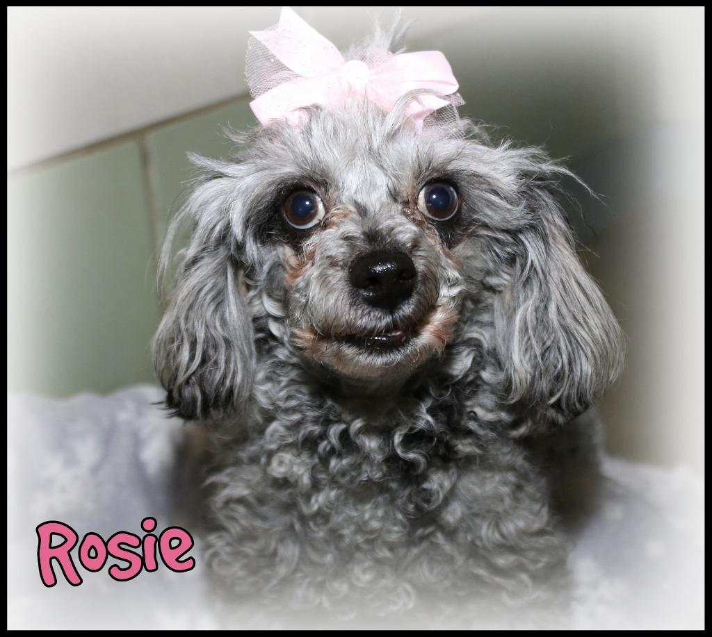 Enlarge Rosie, an adopted Miniature Poodle in Shippenville, PA image 5/5