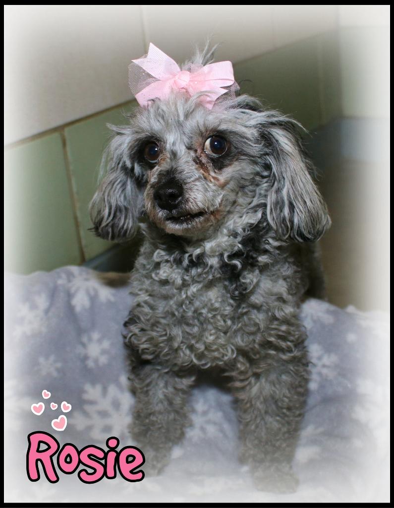 Enlarge Rosie, an adopted Miniature Poodle in Shippenville, PA image 3/5