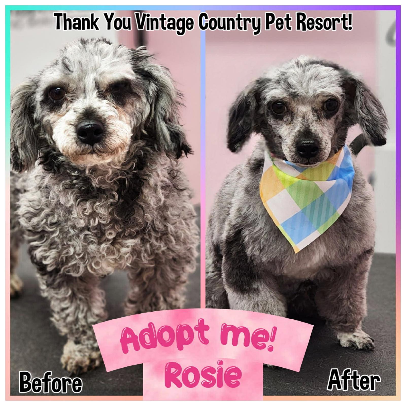 Enlarge Rosie, an adopted Miniature Poodle in Shippenville, PA image 2/5