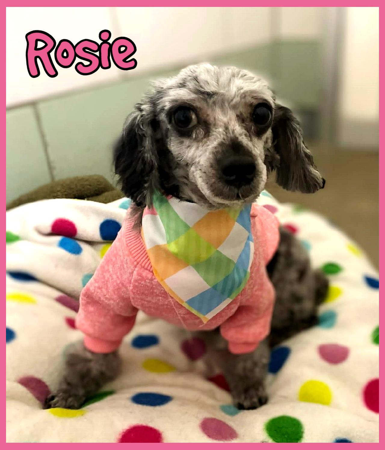 Rosie, adopted, Adult Female Miniature Poodle.