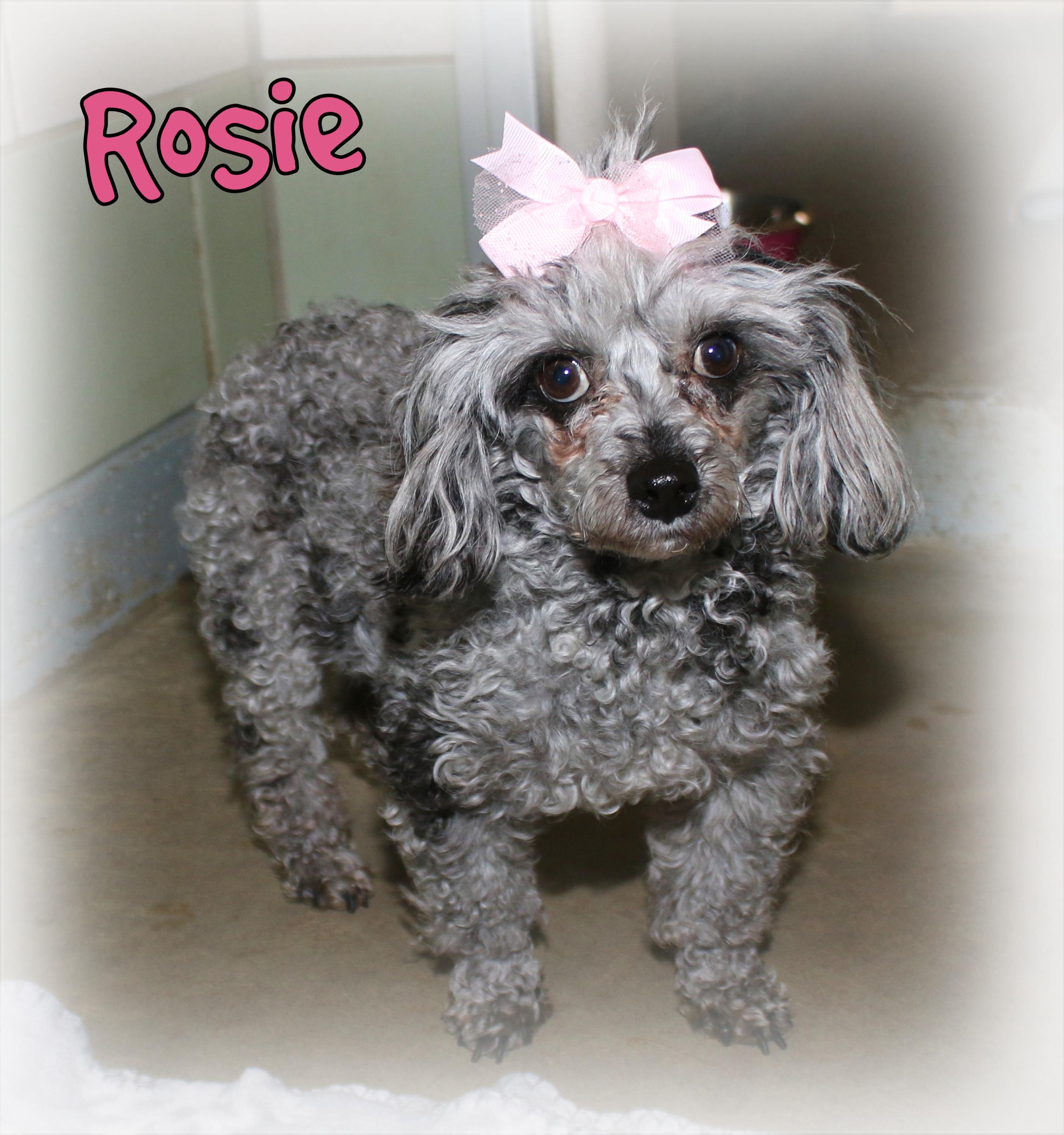 Enlarge Rosie, an adopted Miniature Poodle in Shippenville, PA image 4/5