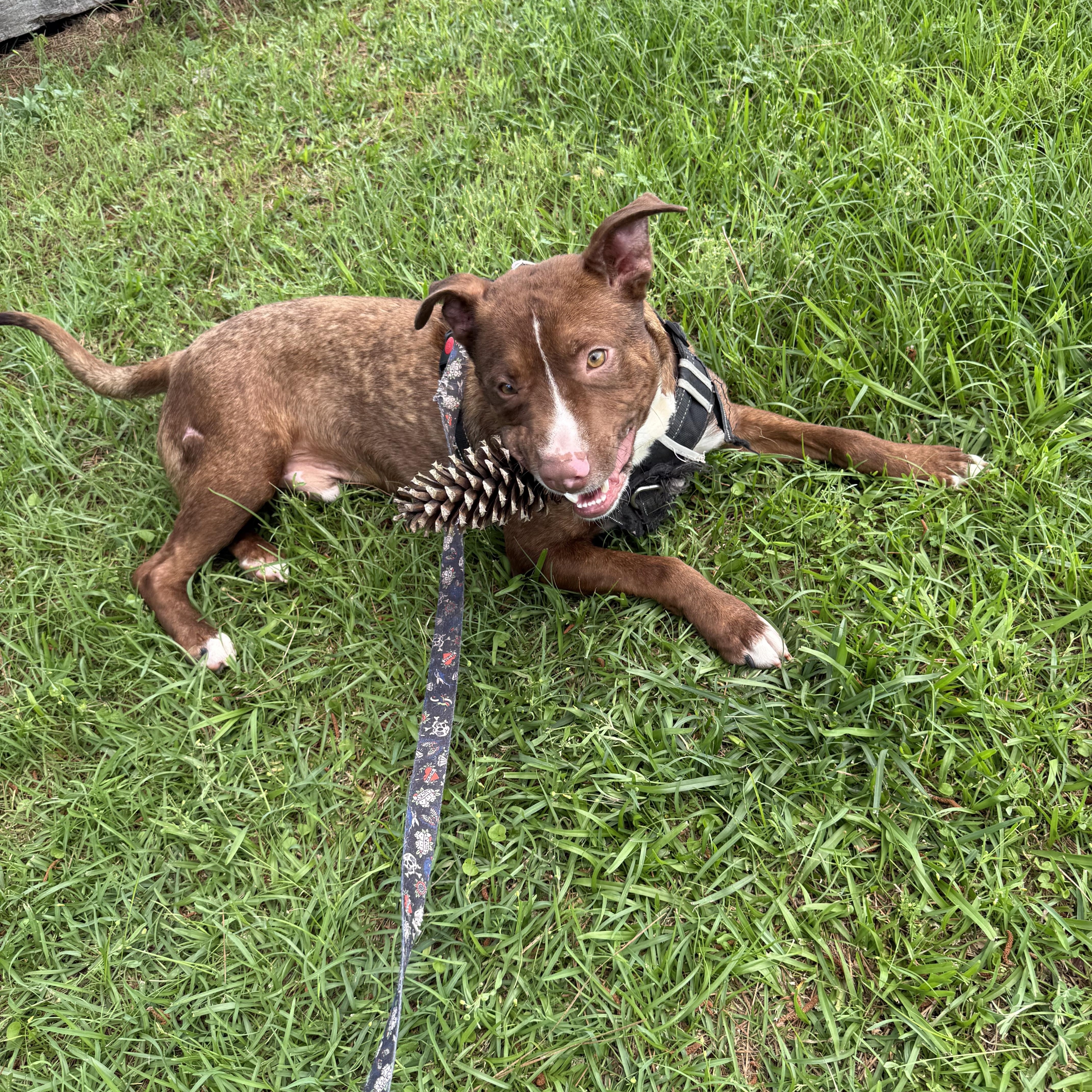 Enlarge Rusty, a Adoptable mixed breed in Mount Hermon, LA image 5/5