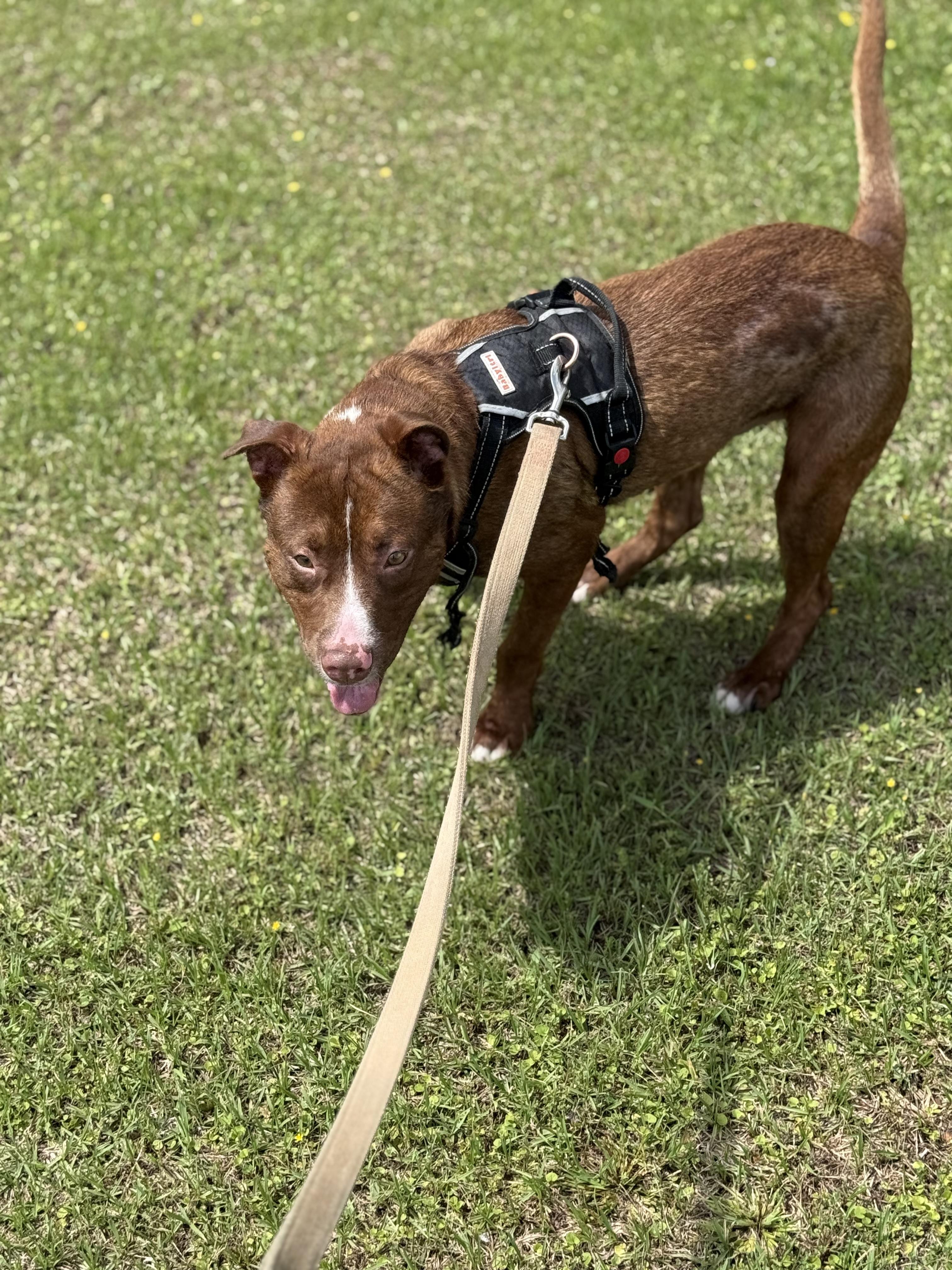 Rusty, Adoptable, Young Male Border Collie.