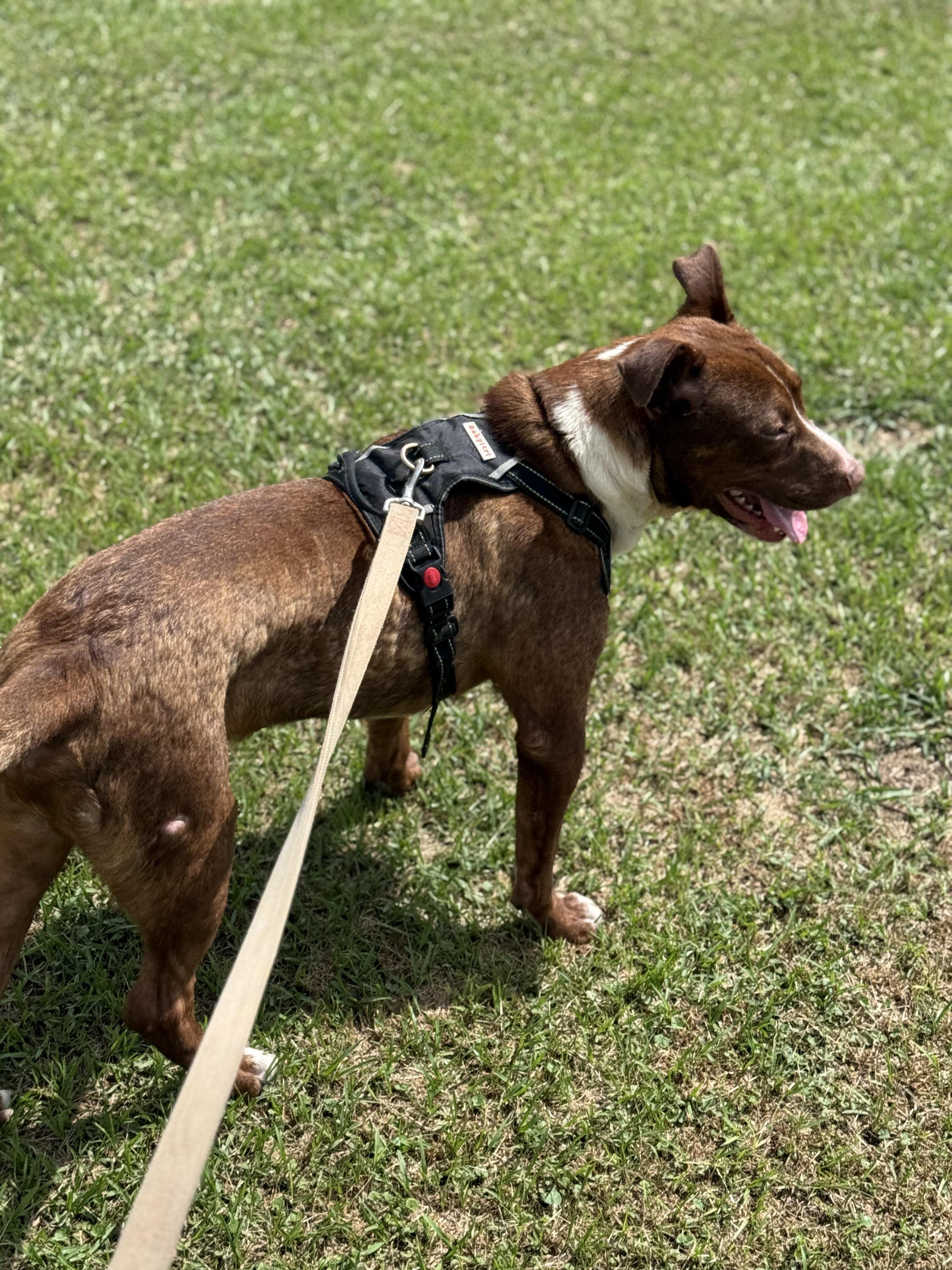Enlarge Rusty, a Adoptable mixed breed in Mount Hermon, LA image 3/5