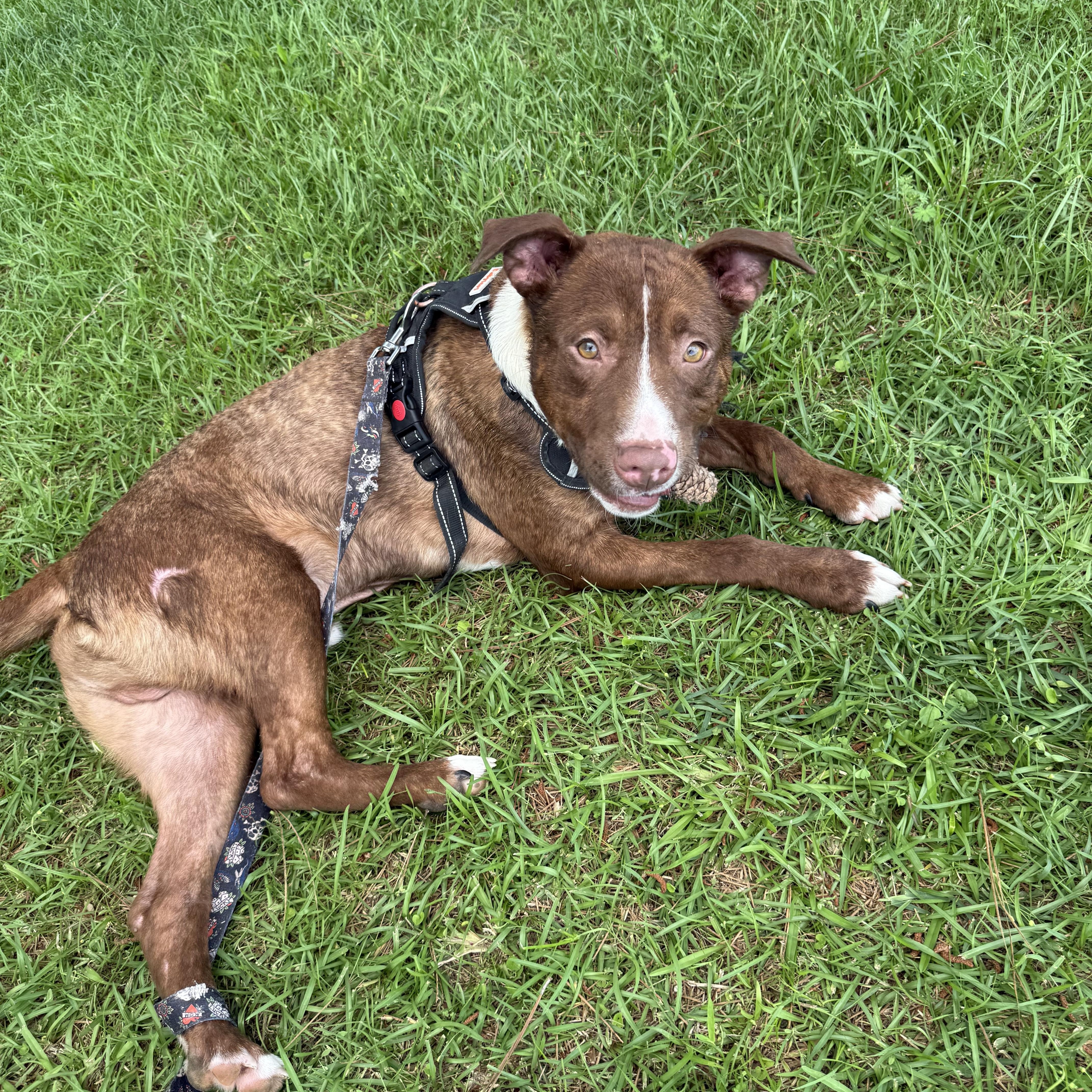 Enlarge Rusty, a Adoptable mixed breed in Mount Hermon, LA image 4/5