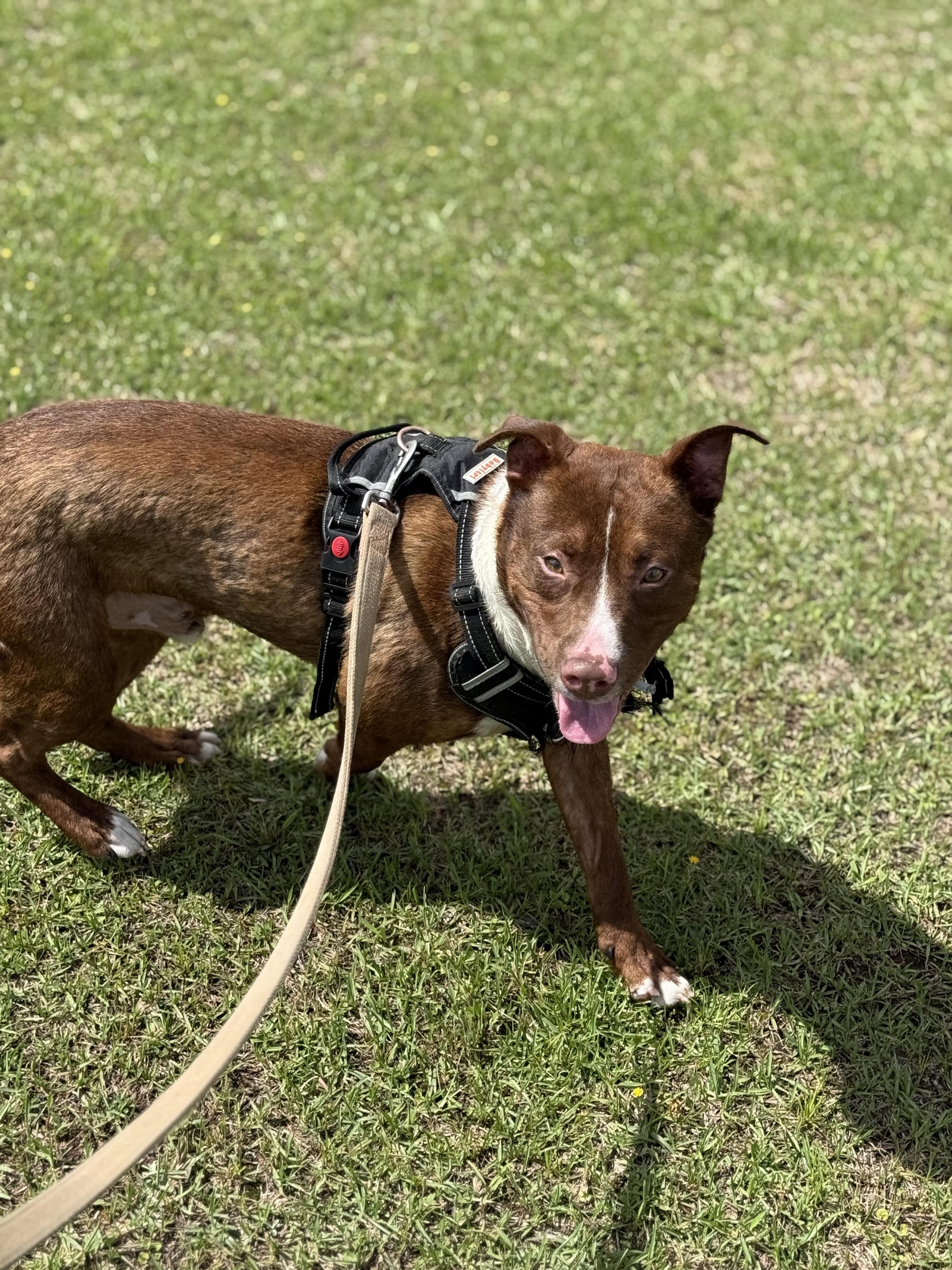 Enlarge Rusty, a Adoptable mixed breed in Mount Hermon, LA image 2/5