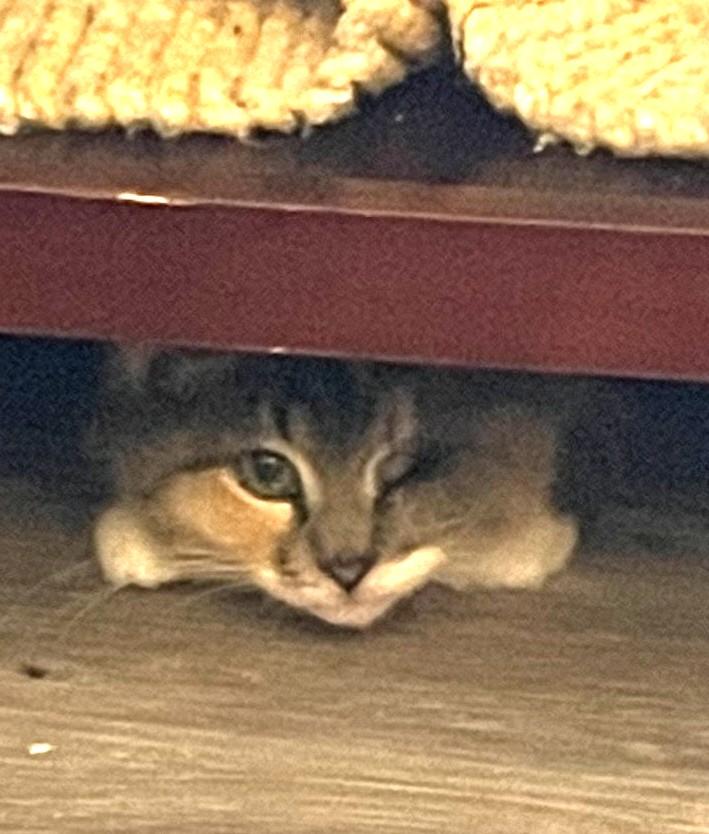 Bandy, Adoptable, Kitten Female Domestic Short Hair.