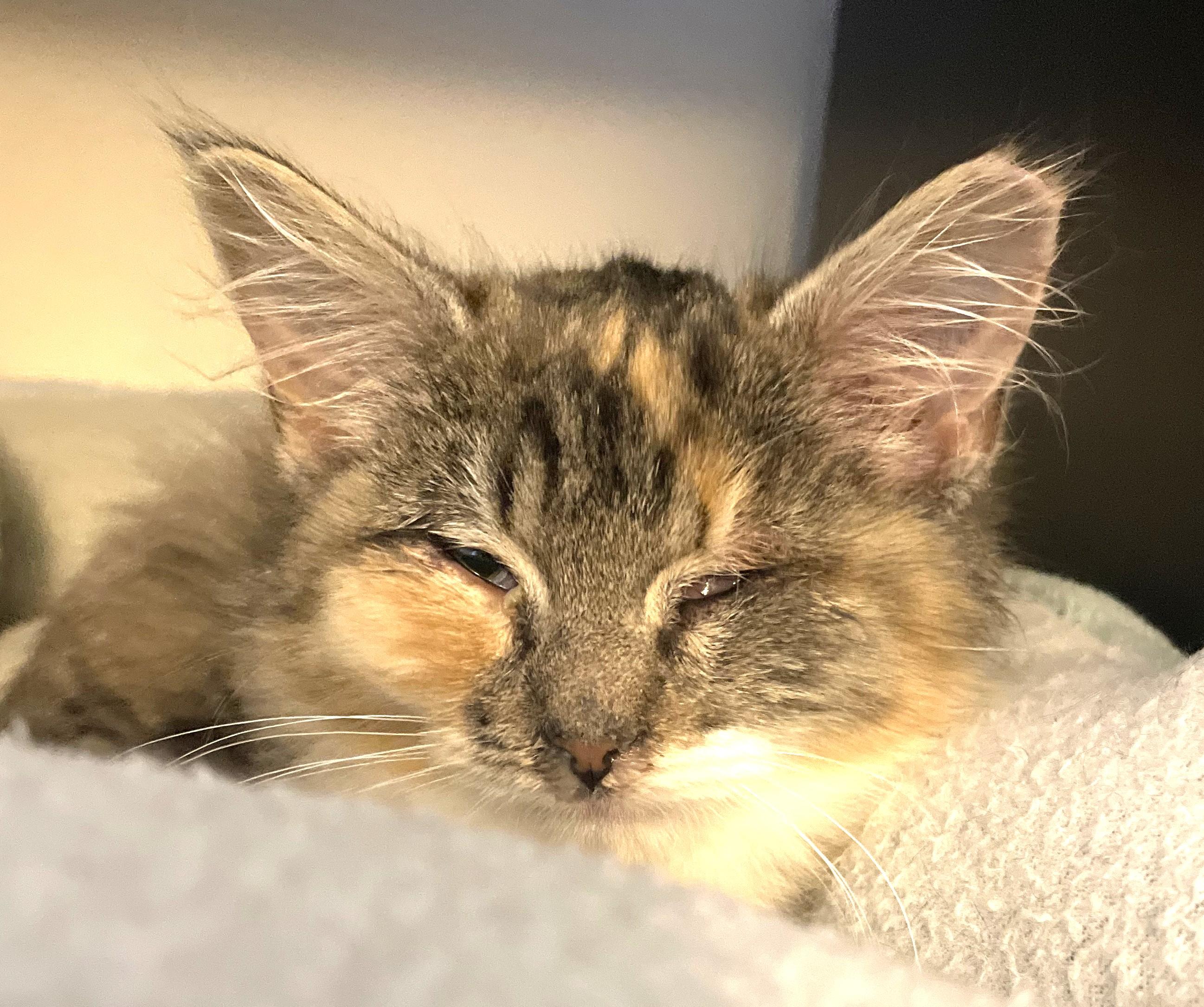 Enlarge Bandy, a Adoptable Domestic Short Hair in Charlotte, NC image 3/4