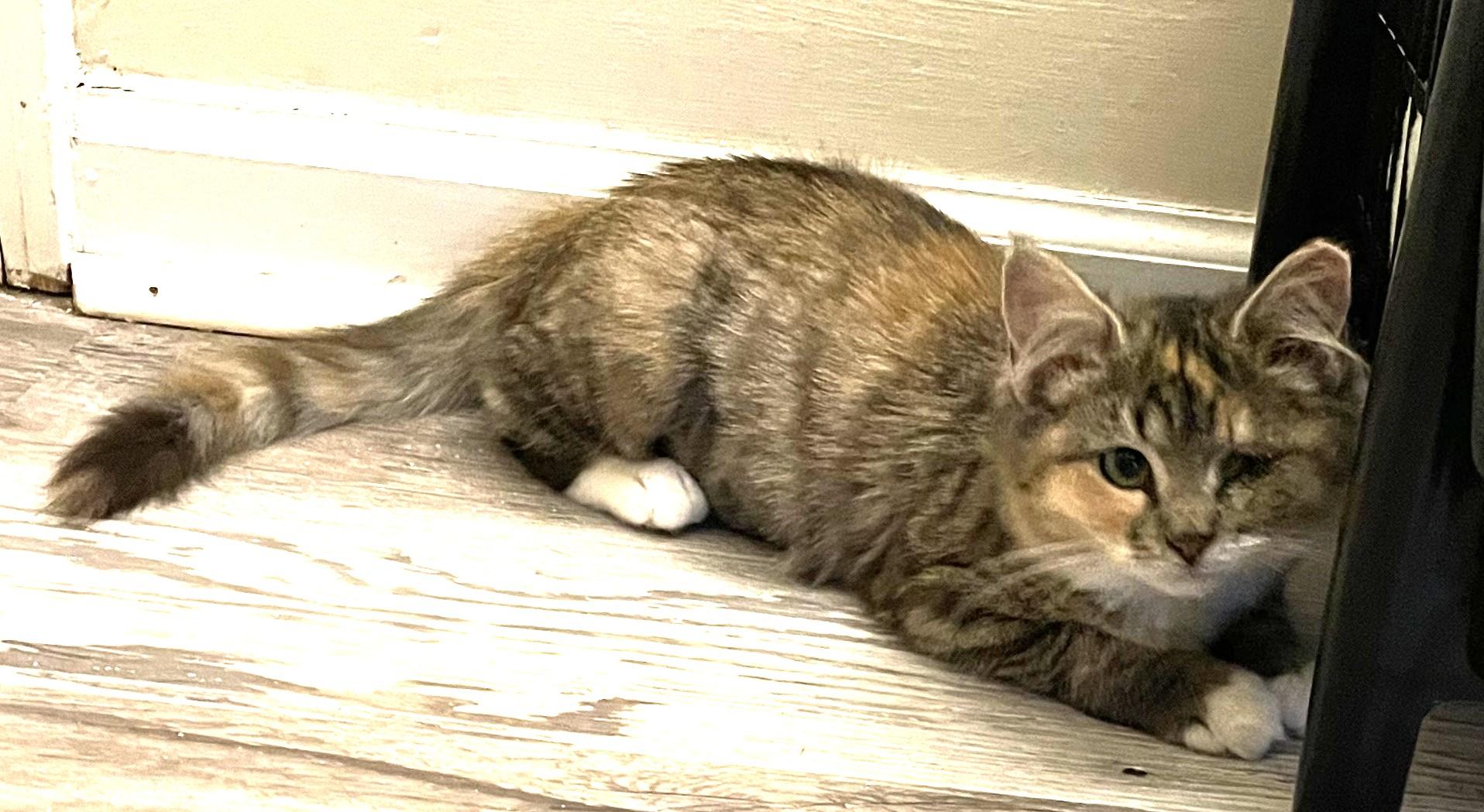 Enlarge Bandy, a Adoptable Domestic Short Hair in Charlotte, NC image 4/4