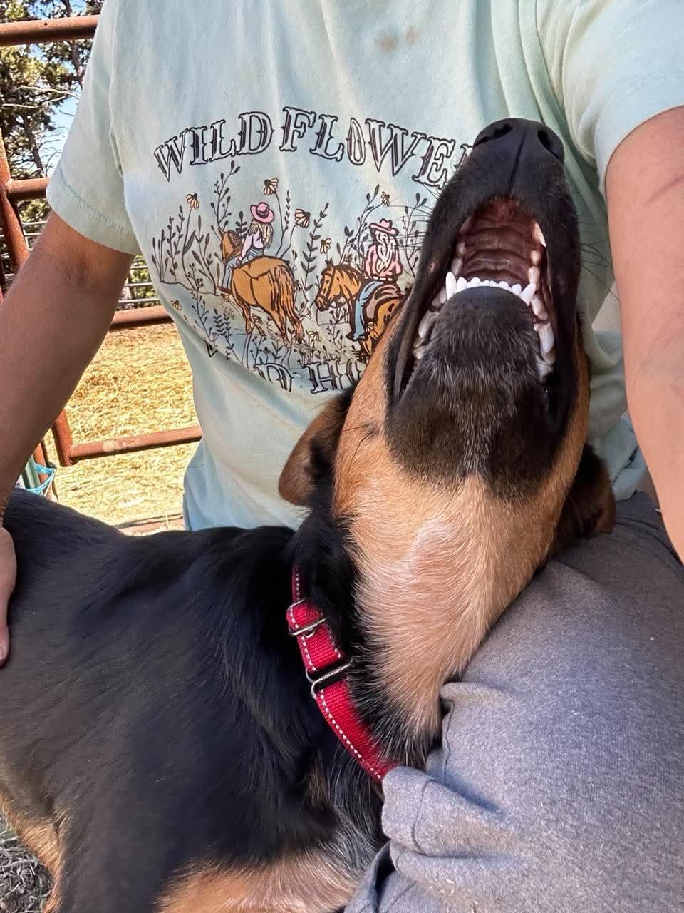Enlarge Ziggy, a Adoptable German Shepherd Dog in Estes Park, CO image 2/5