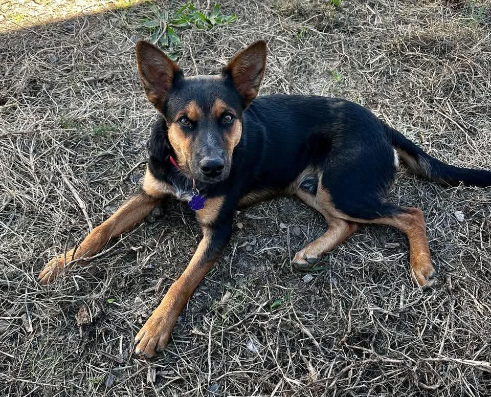 Enlarge Ziggy, a Adoptable German Shepherd Dog in Estes Park, CO image 1/5