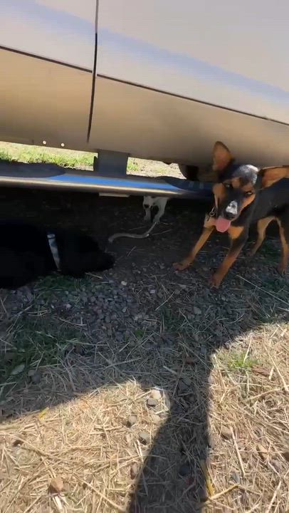 Enlarge Ziggy, a Adoptable German Shepherd Dog in Estes Park, CO video 3/5