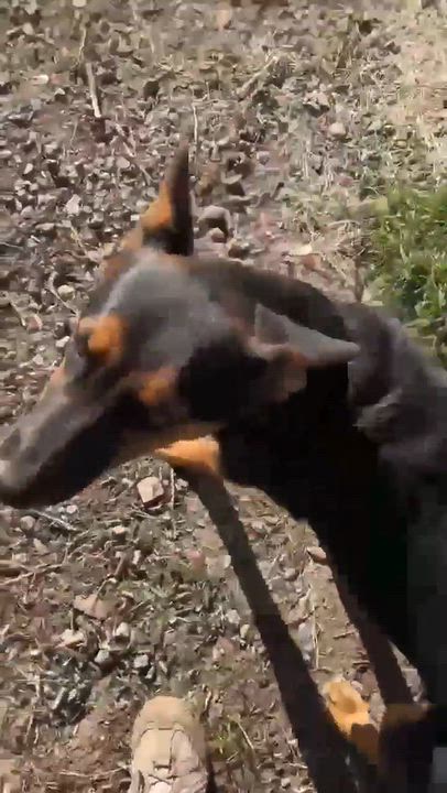 Enlarge Ziggy, a Adoptable German Shepherd Dog in Estes Park, CO video 5/5