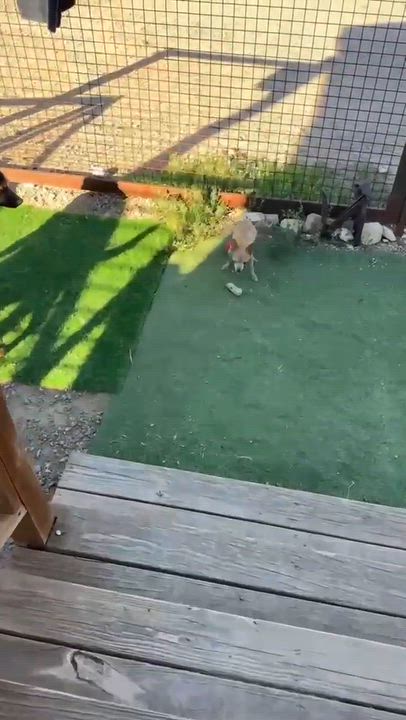 Enlarge Ziggy, a Adoptable German Shepherd Dog in Estes Park, CO video 4/5